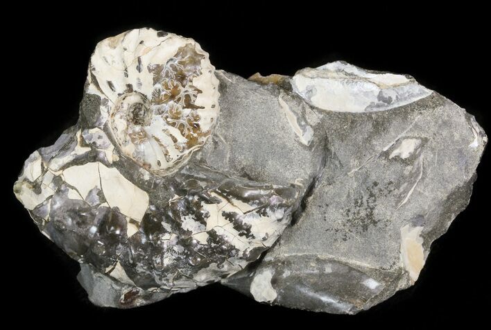 Discoscaphites Gulosus Ammonite - South Dakota #43949